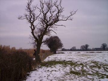 Felling dead Oak