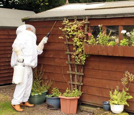 Wasp Nest Removal