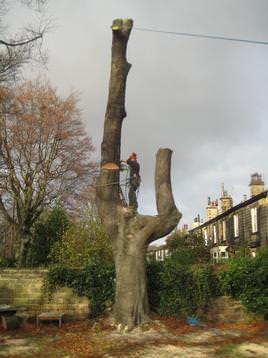 Dismantling large Beech