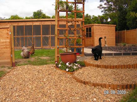 External cattery with chickens + my cat