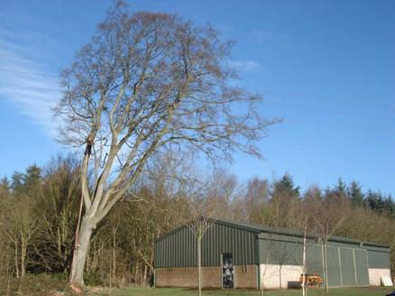 Mature Beech Removal