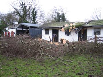 Failed Beech Tree (2)