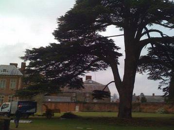 Cedar at Tredeger House