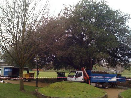 Holm Oak care at Cardiff Castle