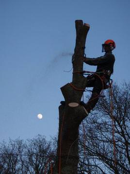 Oak removal, Lytchett, Poole