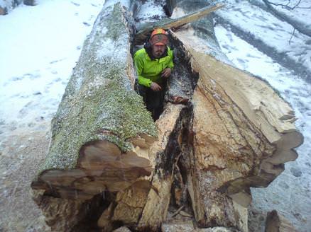 big beech fell