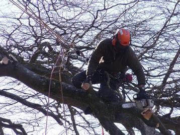 Dismantling a mature Beech