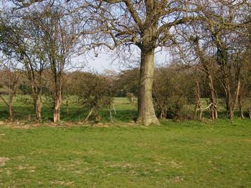 view from cattery