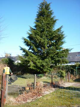 Domestic Tree Removal