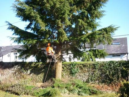 Domestic Tree Removal