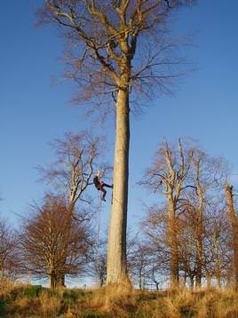 Tree Climbing at Sherborne