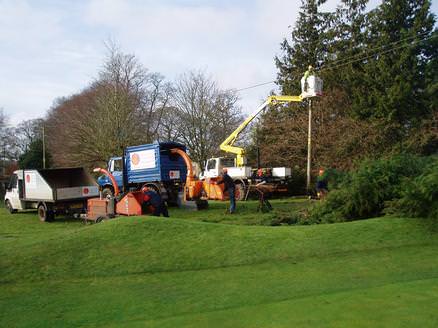 Removal of large conifer hedge