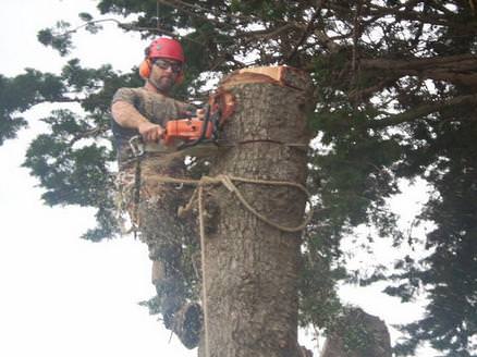 Section felling large Pine Tree