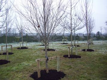 Tree planting large specimens