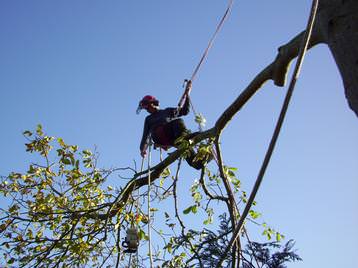 General tree work