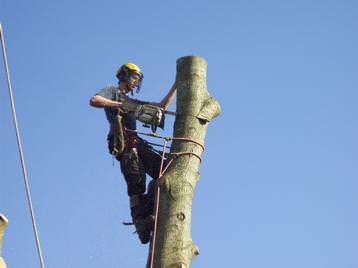 General tree work