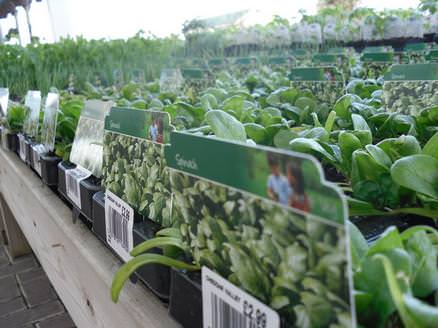 PLants at Cheddar Garden Centre