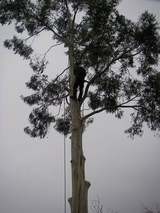 Eucalyptus during removal