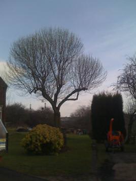 Ash tree in need of repollarding