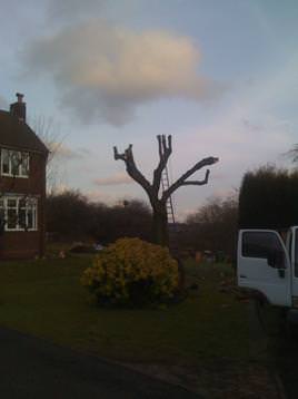 Ash tree after repollard