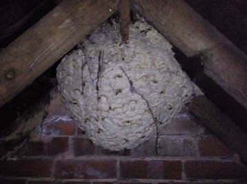 wasp nest in an attic space.