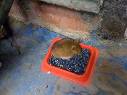 A mouse taking rodenticide bait.
