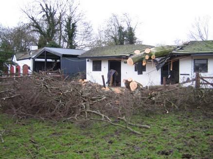 Diseased Beech Tree Failed