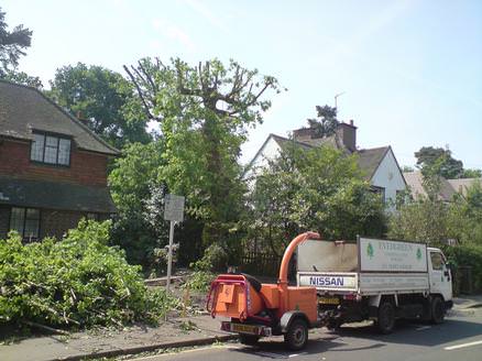 oak tree reductions woking