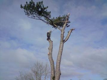 pine removal fleet