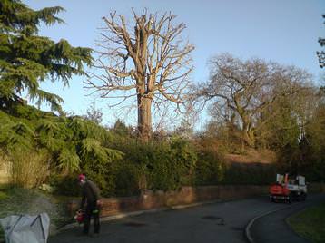 large horsechesnut shaped,guildford