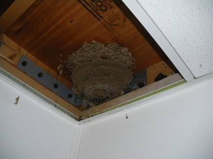 wasps nest found in false ceiling at sports c