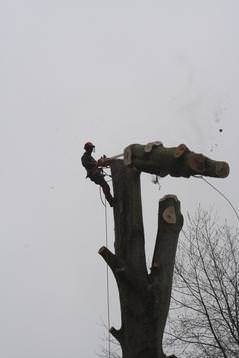 Felling a very large Beech at Murtle Estate