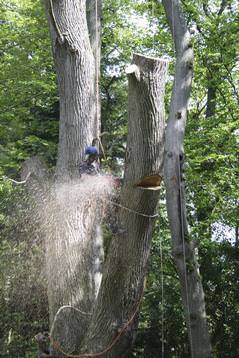 Specialists in removal of dangerous Elm