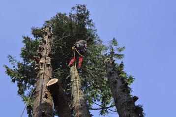 Felling a massive multi-stem Cyprus