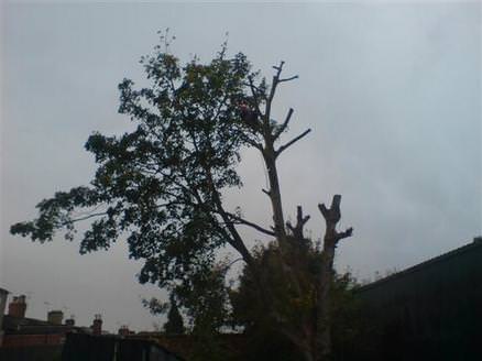 Diseased Sycamore being section felled