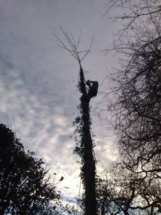 Tree Dismantle