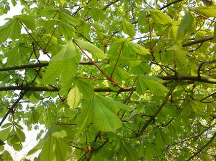 Spring horse chestnut