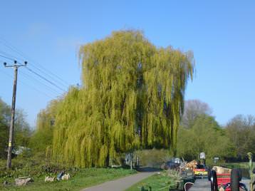 Stunning weeping willow