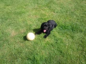 Enjoying the sun.. and ball.