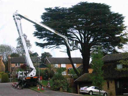 Tree Surgery using an Elevated Work Platform