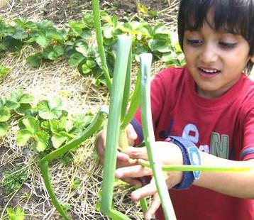 Growing our own organic food