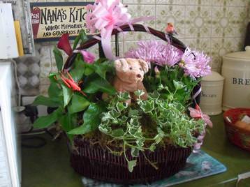 Plant Basket