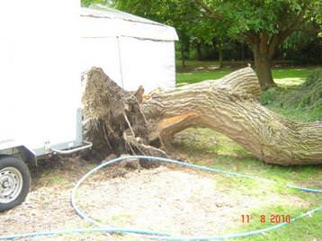 Fallen tree