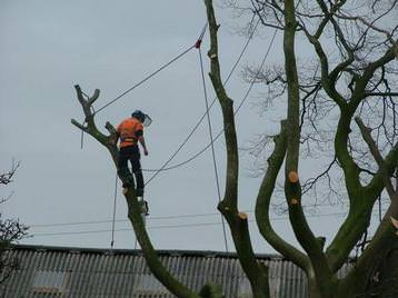 Tree dismantle