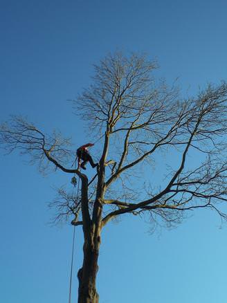 Dead Scarlet Oak removal