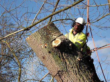 Removal of large willow branch