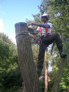 Tree surgeon in norwich cutting tree