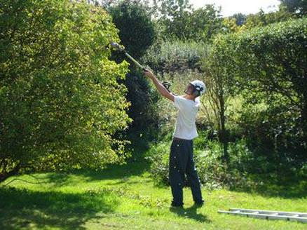 Tree surgery in norfolk