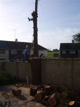 removal of large conifer