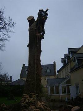 removal of large oak tree in awkward location